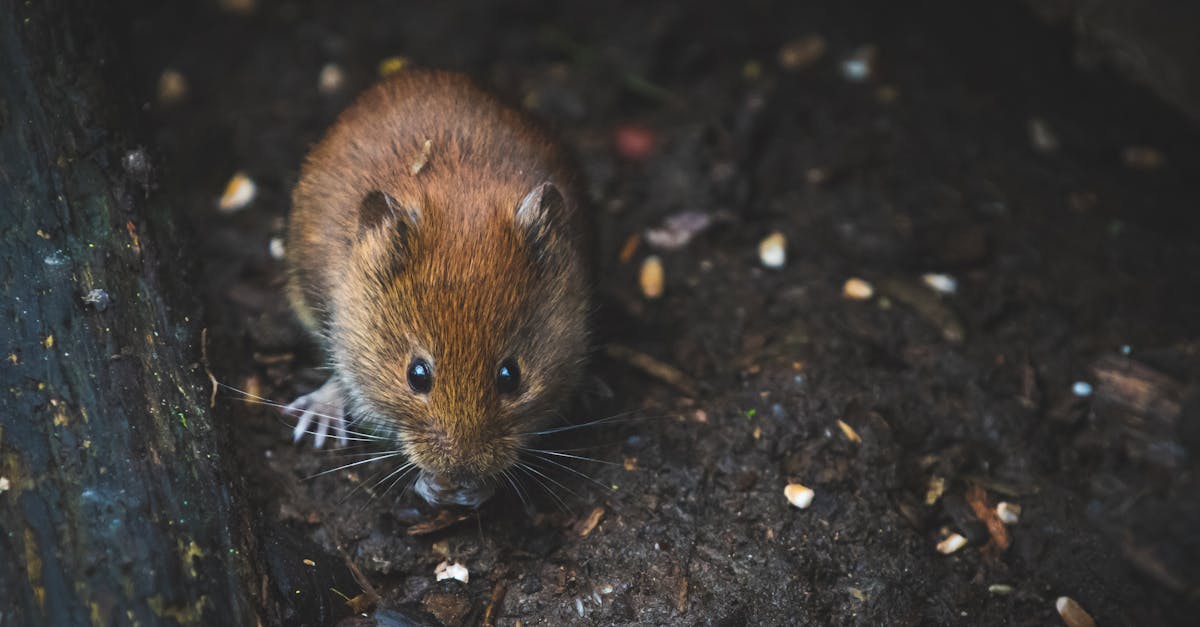 La souris : un cri silencieux dans l'ombre